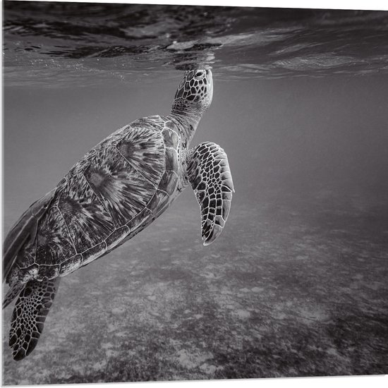 WallClassics - Acrylglas - Zeeschildpad Zwemmend naar Wateroppervlak (Zwart- wit) - 80x80 cm Foto op Acrylglas (Wanddecoratie op Acrylaat)