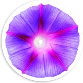 PVC Schuimplaat Muurcirkel - Paarse Cirkel met Roze Ster in het Midden op Witte Achtergrond - 60x60 cm Foto op Muurcirkel (met ophangsysteem)