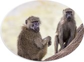 PVC Schuimplaat Ovaal - Twee Aankijkende Bavianen Apen op Boomstam - 28x21 cm Foto op Ovaal (Met Ophangsysteem)