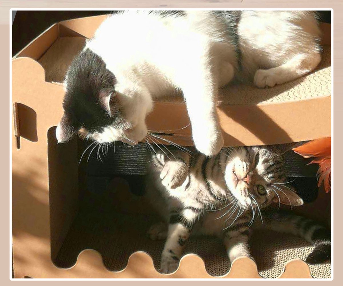 Kattenhuis - duurzaam speelhuis voor katten - karton krabmeubel katten - Afmetingen 53.5 x 31 x 70.5 cm — afbeelding 14