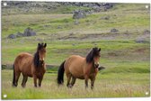 Tuinposter – Twee Bruine Wilde Paarden in de Bergen van IJsland - 90x60 cm Foto op Tuinposter (wanddecoratie voor buiten en binnen)