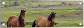 Tuinposter – Twee Bruine Wilde Paarden in de Bergen van IJsland - 60x20 cm Foto op Tuinposter (wanddecoratie voor buiten en binnen)