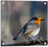 Tuinposter – Opzijkijkende Roodborstje op Tak - 50x50 cm Foto op Tuinposter (wanddecoratie voor buiten en binnen)