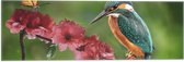 Vlag - IJsvogel en Vlinder op Bloesem Bloemen - 60x20 cm Foto op Polyester Vlag