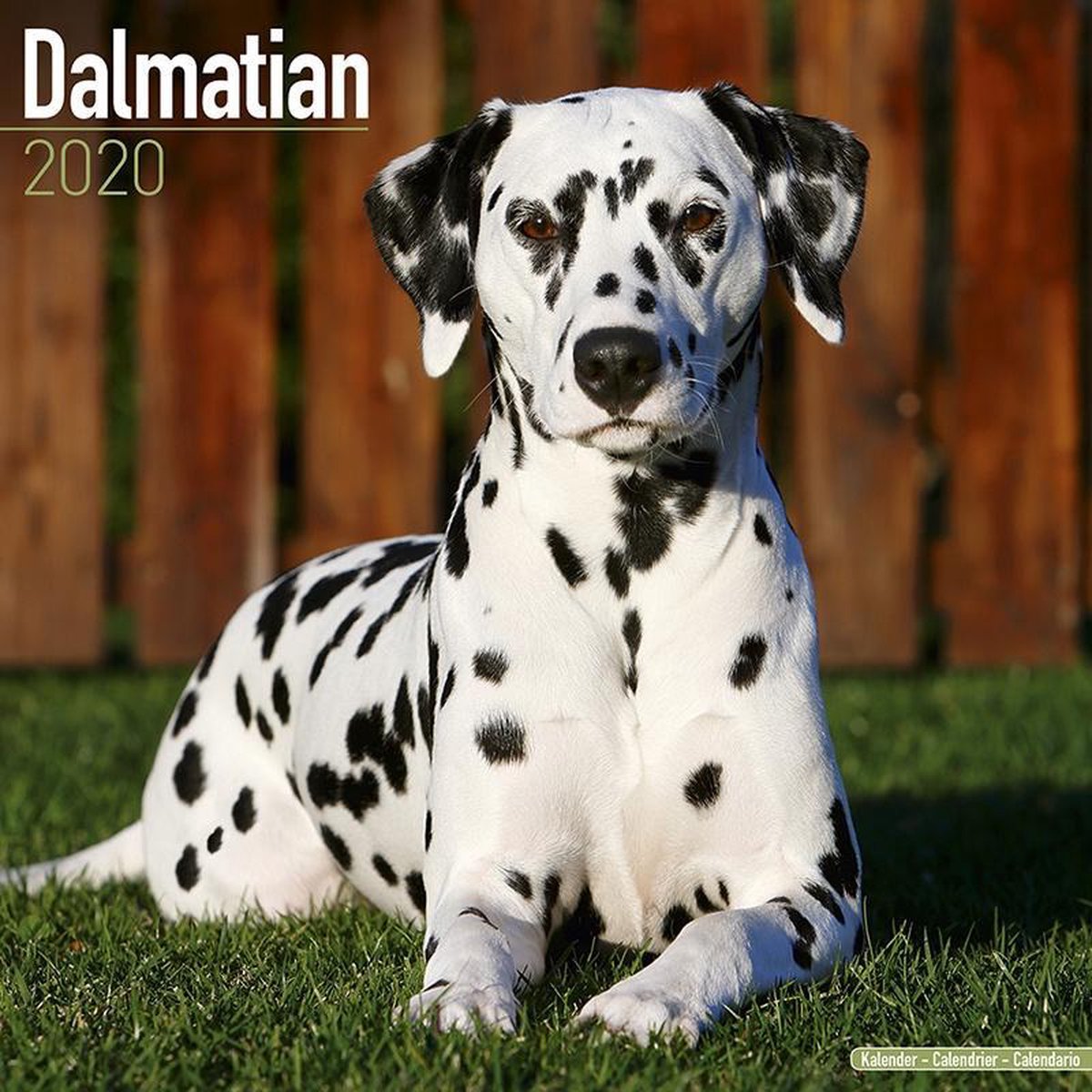 Dalmatier Kalender 2020