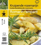 6x Kruiprozemarijn - Rosemarinus officinalis 'Capri' - Pot 9x9cm