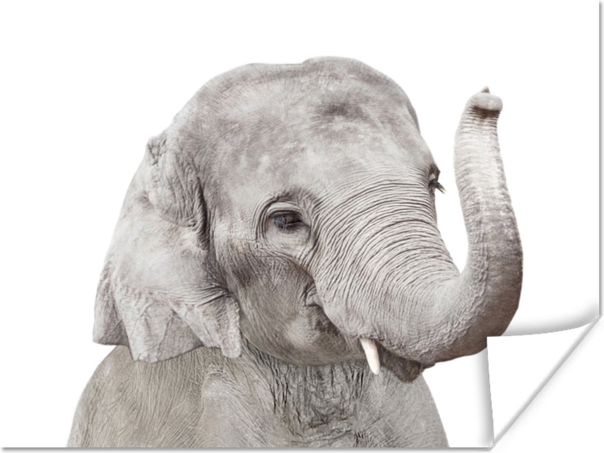 Poster Olifant - Dieren - Grijs - Natuur - 80x60 cm