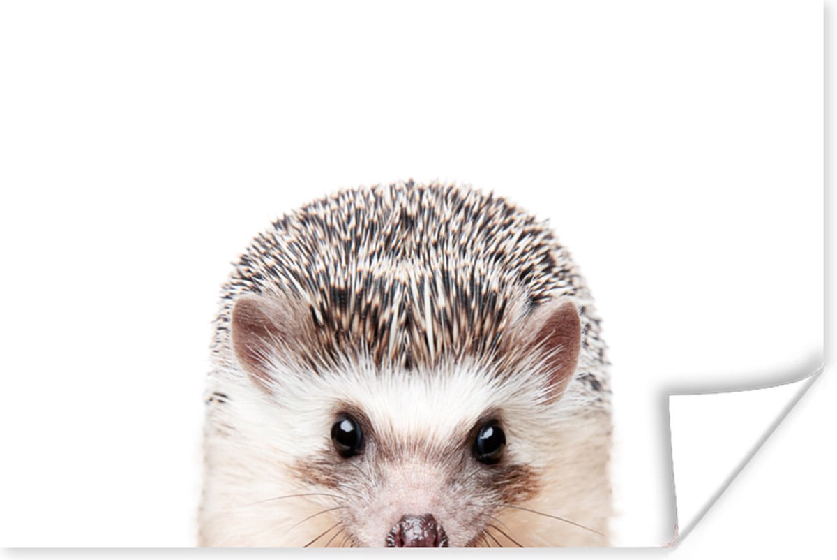 Poster Egel - Dieren - Natuur - Wit - 60x40 cm