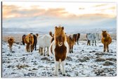 Dibond - Verschillende Kleuren IJslander Paarden in Besneeuwd Landschap - 60x40 cm Foto op Aluminium (Met Ophangsysteem)