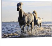 Dibond - Rennende Paarden door het Lage Zeewater - 100x75 cm Foto op Aluminium (Wanddecoratie van metaal)