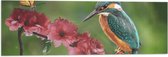 Vlag - IJsvogel en Vlinder op Bloesem Bloemen - 90x30 cm Foto op Polyester Vlag