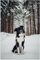 Poster Glanzend – Poserende Bordercollie hond in Besneeuwd Bos - 60x90 cm Foto op Posterpapier met Glanzende Afwerking