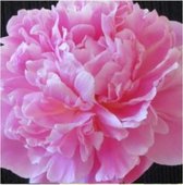 1 Paeonia Jacorma 3/5 - Pioenroos - Pioen