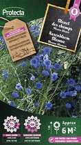 Protecta Bloemen zaden: Korenbloem Blauwe | Centaurea cyanus