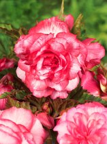 50x Begonia 'Bouton de rose' - BULBi® bloembollen en planten met bloeigarantie