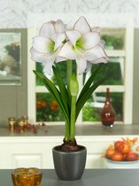 10x Hippeastrum 'Picotee'  - BULBi® bloembollen en planten met bloeigarantie