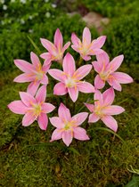 100x Regenlelie 'Habranthus robustus' - BULBi® bloembollen en planten met bloeigarantie