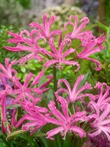 40x Kliplelie 'Nerine bowdenii' - BULBi® bloembollen en planten met bloeigarantie