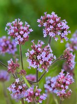 30x Vaste planten 'Verbena bonariensis' - BULBi® bloembollen en planten met bloeigarantie