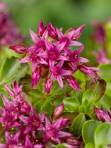 16x Vetkruid 'Sedum spurium schorbuser blut'  - BULBi® bloembollen en planten met bloeigarantie
