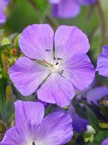 12x Geranium 'Geranium brookside'  - BULBi® bloembollen en planten met bloeigarantie