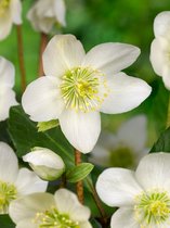 8x Vaste planten 'Helleborus niger'  - BULBi® bloembollen en planten met bloeigarantie