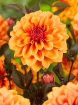12x Dahlia 'David howard'  - BULBi® bloembollen en planten met bloeigarantie