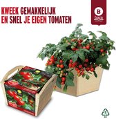 Tomato Box Grow Kit Tomates Minibel en bois FSC !