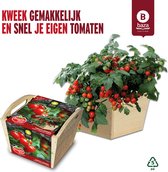 Tomato Box Kweekset Tomaten Minibel gemaakt van FSC hout/ duurzaam/ cadeau / cadeau idee