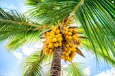 Tuinposter - Kokosnoot Palmboom - omgezoomde rand - 120x80cm