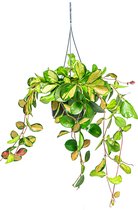 Hoya Carnosa Tricolor | Wasbloem