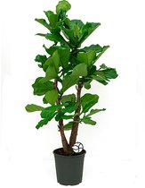 Ficus Lyrata vertakt | Vioolbladplant / Tabaksplant