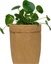 QUVIO Plantenzak - Bloempot voor binnen - Plantenbak - Tuinieren - Bloemen - Plantenpot - Planten houder - Milieuvriendelijk - Kraftpapier - 10 x 10 x 20 cm (lxbxh) - Bruin