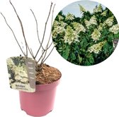 Plant in a Box - Hydrangea paniculata 'Confetti' - Hortensia - Pluimhortensia - Pluimvormige bloemen - Pot 19cm - Hoogte 25-40cm