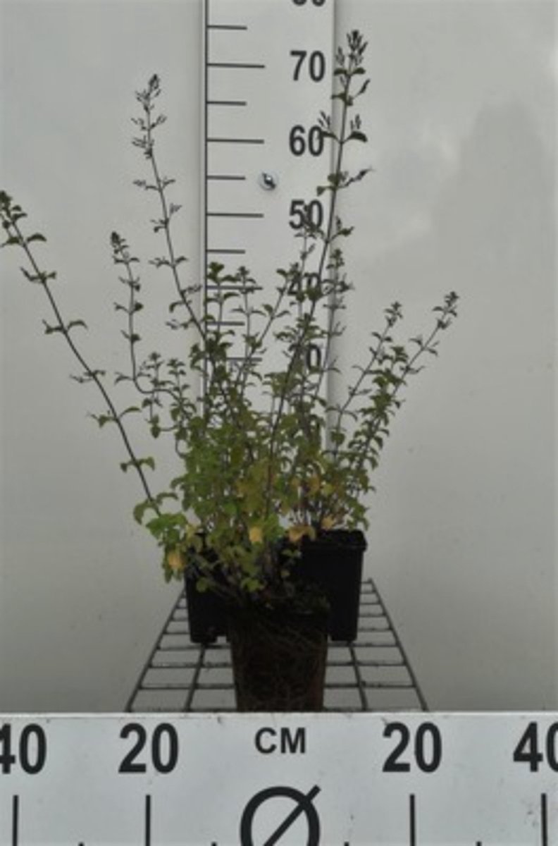 6 x Calamintha nepeta 'Blue Cloud' - steenmijn - pot 9 x 9 cm
