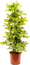 Schefflera Arboricola Dalton | Vingerplant