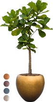 Ficus Lyrata op stam in Metallic Couple honey | Vioolbladplant / Tabaksplant