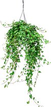 Hedera Helix Wonder | Klimop Plant