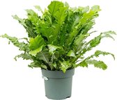 Asplenium Green Miracle | Nestvaren