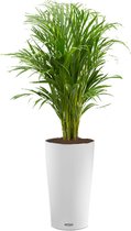 Areca Lutescens in watergevende Cilindro wit | Goudpalm