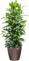 Ficus Cyathistipula in watergevende Classico bruin | Rubberboom