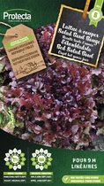 Protecta Groente zaden: Eikenbladsla Rode Salad Bowl