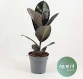 Kamerplant van Botanicly – Rubberboom – Hoogte: 50 cm – Ficus elastica Abidjan