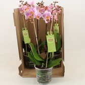 Orchideeën van Botanicly – 2 × Vlinder orchidee – Hoogte: 35 cm, 1 tak – Phalaenopsis multiflora