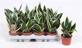 Bomen van Botanicly – 4 × Vrouwentongen – Hoogte: 15 cm – Sansevieria trifasciata Golden Hahnii