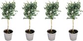 Kamerplanten van Botanicly – 4 × Eucalyptus – Hoogte: 45 cm