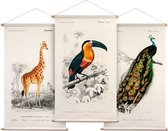 Wanddoek set handgetekende dieren illustraties - Textielposters met leren koord - 3x - 43 x 30 cm