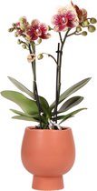 Kolibri Orchids | Geel rode phalaenopsis orchidee - Spain + Scandic sierpot terracotta - potmaat Ø9cm - 45cm hoog | bloeiende kamerplant - vers van de kweker