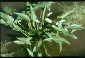 Water aronskelk (Peltandra virginica) - Vijverplant - 3 losse planten - Om zelf op te potten - Vijverplanten Webshop