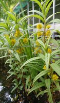 Moeraswederik (Lysemachia thyrsiflora) - Vijverplant - 3 losse planten - Om zelf op te potten - Vijverplanten Webshop